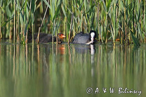 łyska, Fulica atra, dorosły ptak i pisklę