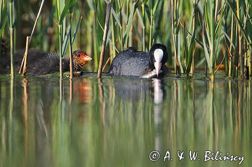 łyska, Fulica atra, dorosły ptak i pisklę