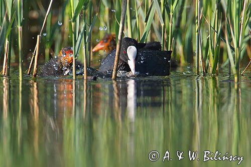 łyska, Fulica atra, dorosły ptak i pisklę