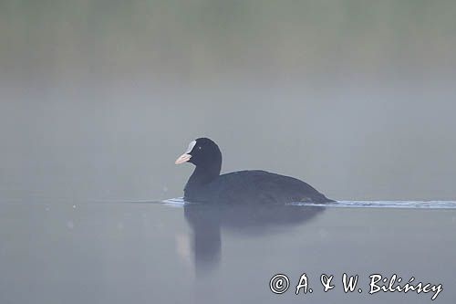 łyska, Fulica atra