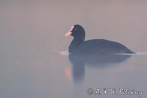 łyska, Fulica atra