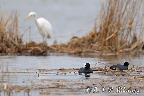 łyska, Fulica atra i czapla biała, Casmerodius albus, Ardea alba, Egretta alba