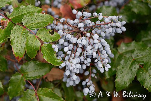 mahonia ostrolistna, Mahonia aquifolium, liście i owoce