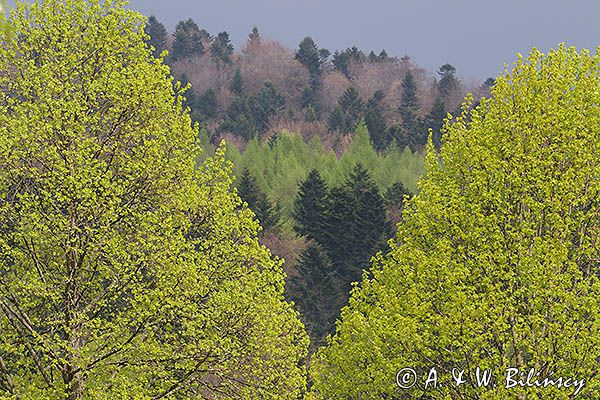 Wiosna, Jaworniki, Bieszczady