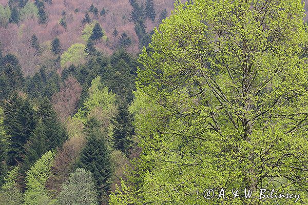 Wiosna, Jaworniki, Bieszczady