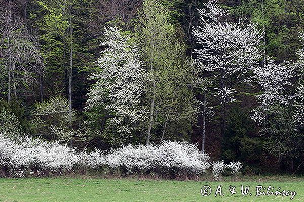 Kwitnące tarniny i dzikie czereśnie, Bieszczady