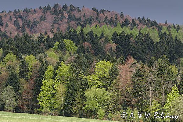 Wiosna, Bieszczady, wiosenna mozaika kolorów