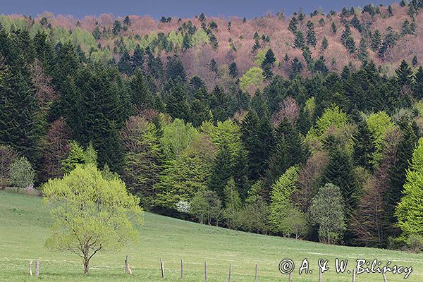 Wiosna, Jaworniki, Bieszczady