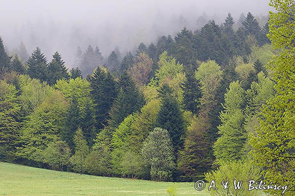 Wiosna, Jaworniki, Bieszczady