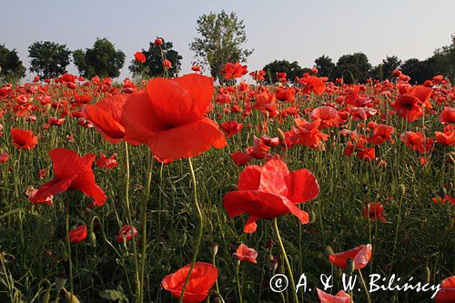 maki, papaver, na lubelszczyźnie