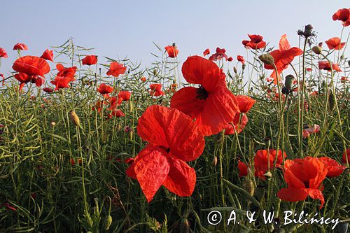 maki, papaver, na lubelszczyźnie