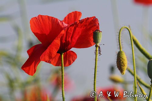 maki, papaver, na lubelszczyźnie