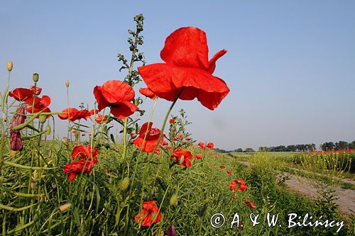 maki, papaver, na lubelszczyźnie