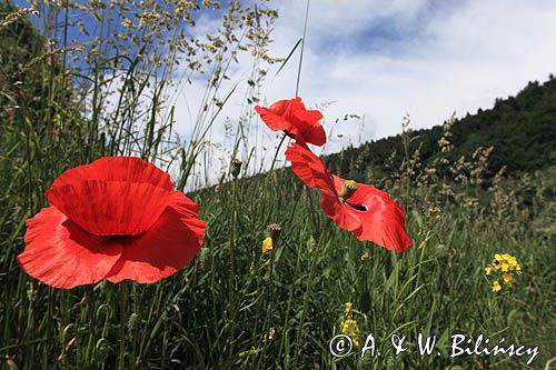 maki koło wsi Niewistka, Pogórze Dynowskie, Pogórze Przemyskie, mak polny, Papaver rhoeas