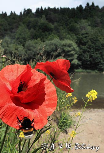 nad rzeką San koło wsi Niewistka, Pogórze Dynowskie, Pogórze Przemyskie, mak polny, Papaver rhoeas