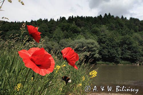 nad rzeką San koło wsi Niewistka, Pogórze Dynowskie, Pogórze Przemyskie, mak polny, Papaver rhoeas