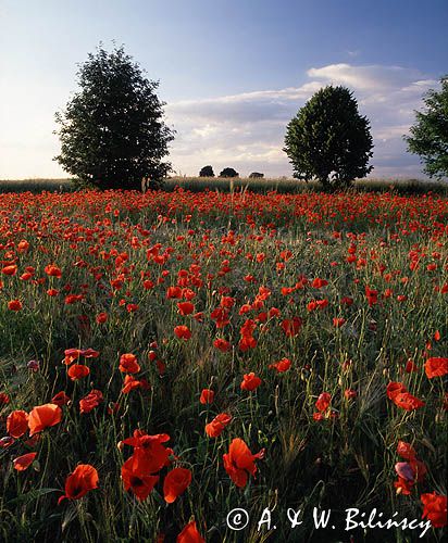 maki, pole, Papaver rhoea, Polska