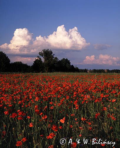 maki, pole, Papaver rhoea, Polska