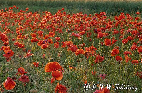 pole dzikich maków Papaver rhoeas)