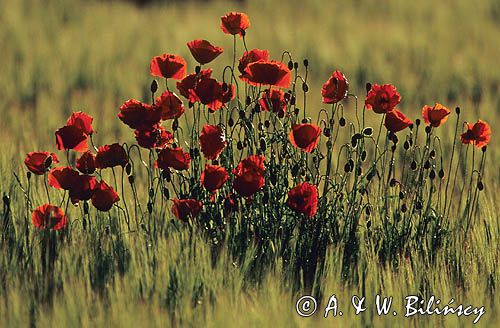 Pole dzikich maków Papaver rhoeas)