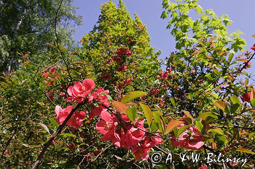 Baranów Sandomierski, park, ozdobny krzew rajska jabłonka malus sp.