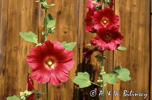 malwy, Malwa różowa, Alcea rosea, malwa ogrodowa, prawoślaz wysoki, prawoślaz różowy, malwa czarna, zygmark