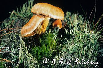 maślanka Hypholoma)