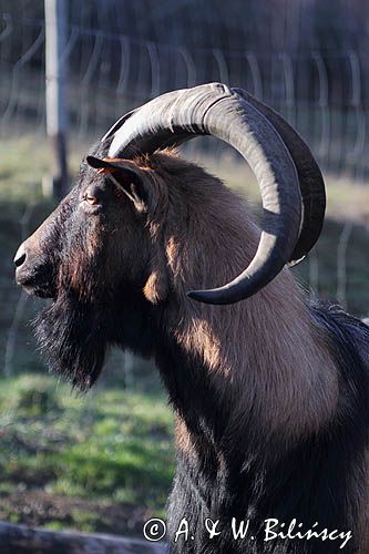 kozioł, cap rasa alpejska francuska goat, male, buck