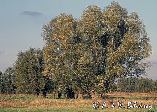 Mazowieckie wierzby, Chojnowski Park Krajobrazowy