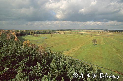 Widok z góry na fragment mazowieckiego lasu