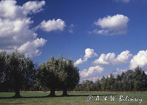 Chojnowski Park Krajobrazowy, Mazowsze, Polska