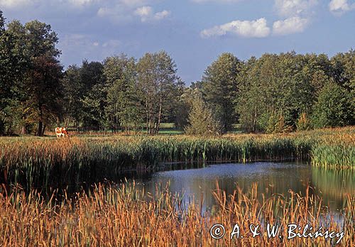 Chojnowski Park Krajobrazowy, Mazowsze, Polska