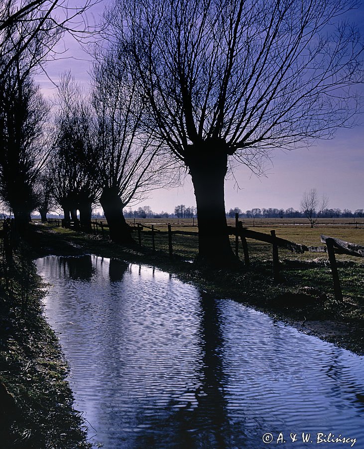 Mazowieckie wierzby, zalana droga, wiosenne