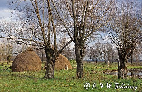 Mazowieki Park Krajobrazowy, Mazowsze Polska