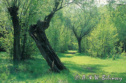 Kuligów na Mazowszu, nadburzański krajobraz, Mazowsze, Polska