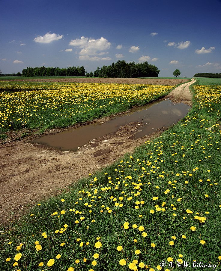 droga, Mazowsze, mlecze, mniszek lekarski Taraxacum officinale