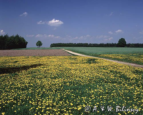 mlecze, Mazowsze łąka