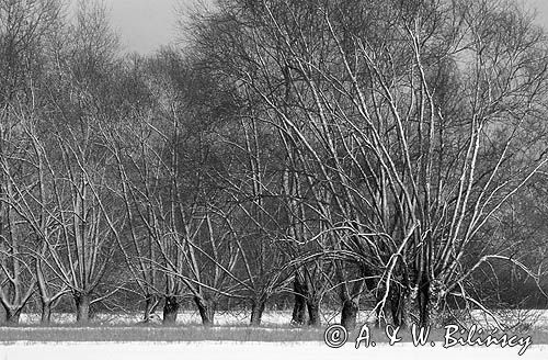 Mazowsze, wierzby przydrożne