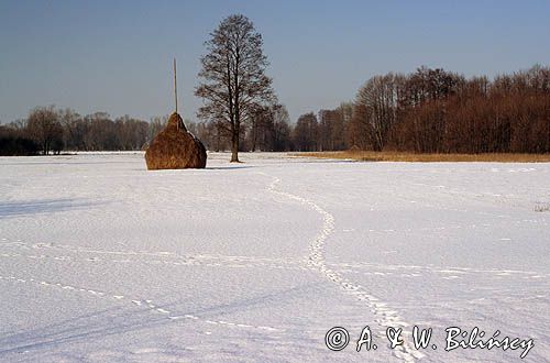 Mazowiecki Park Krajobrazowy, stóg siana i tropy na śniegu