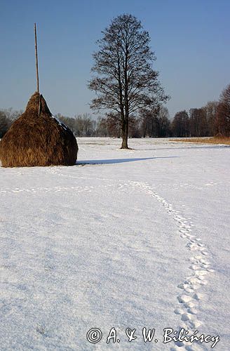 Mazowiecki Park Krajobrazowy, stóg siana i tropy na śniegu