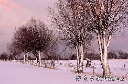 Mazowsze, wierzby przydrożne