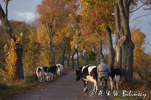 przepędzanie krów, Mazury