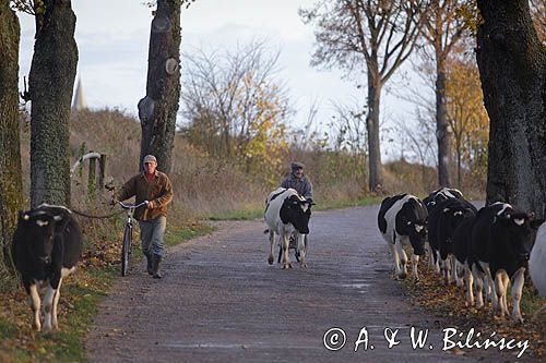 przepędzanie krów, Mazury