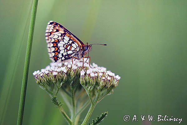 Przeplatka atalia, Melitaea athalia na krwawniku pospolitym, Achillea millefolium