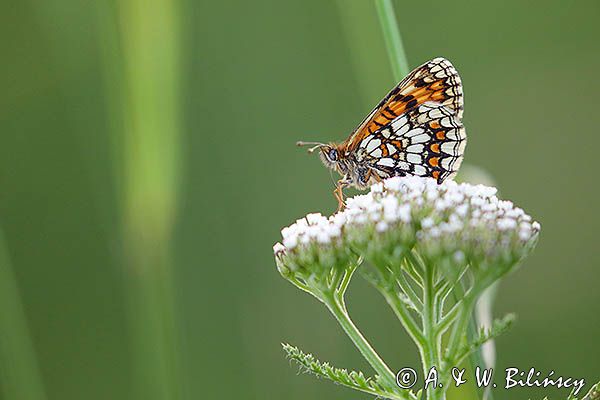 Przeplatka atalia, Melitaea athalia na krwawniku pospolitym, Achillea millefolium