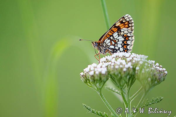 Przeplatka atalia, Melitaea athalia na krwawniku pospolitym, Achillea millefolium