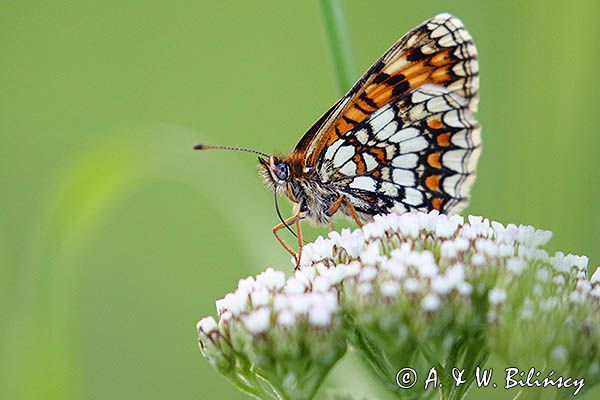 Przeplatka atalia, Melitaea athalia na krwawniku pospolitym, Achillea millefolium