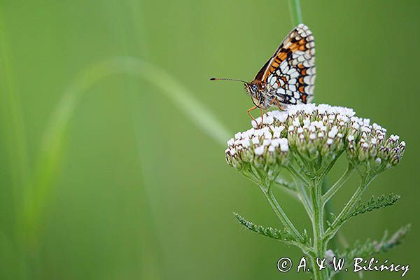 Przeplatka atalia, Melitaea athalia na krwawniku pospolitym, Achillea millefolium