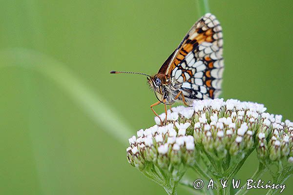 Przeplatka atalia, Melitaea athalia na krwawniku pospolitym, Achillea millefolium