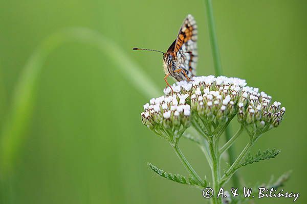 Przeplatka atalia, Melitaea athalia na krwawniku pospolitym, Achillea millefolium